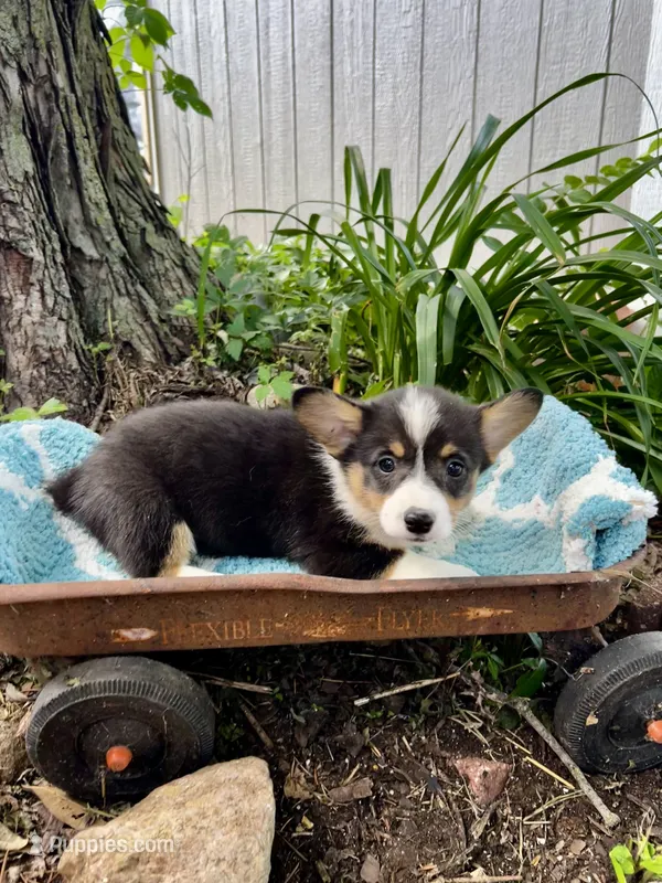 Emma  – Pembroke Welsh Corgi puppy for sale in Grant City, MO