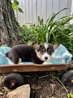 Emma , a female Pembroke Welsh Corgi for sale in Grant City, MO – 1 of 2