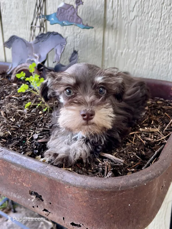 Aurora  – Miniature Schnauzer puppy for sale in Grant City, MO