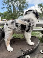 Isla , a female Australian Shepherd for sale in Grant City, MO – 2 of 3