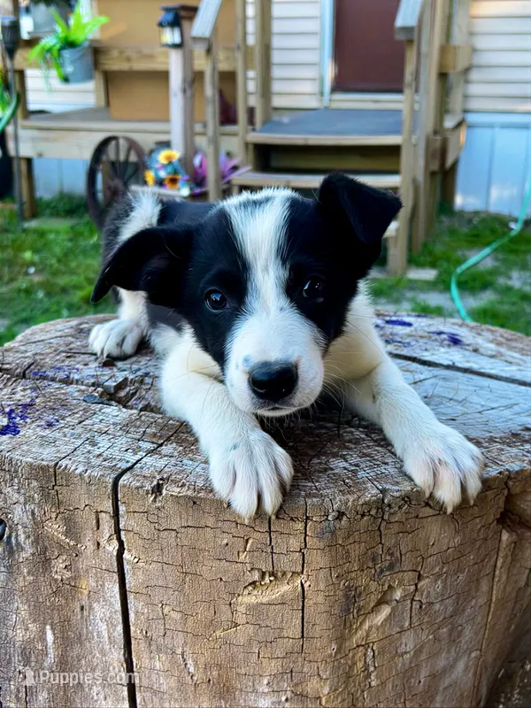 Twitch  – Border Collie puppy for sale in Grant City, MO