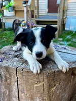 Twitch , a male Border Collie for sale in Grant City, MO – 1 of 3