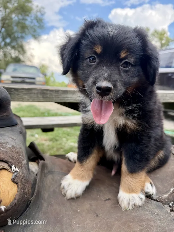 Ranger  – Australian Shepherd puppy for sale in Grant City, MO