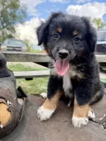 Ranger , a male Australian Shepherd for sale in Grant City, MO – 1 of 3