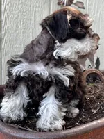 Amelia , a female Miniature Schnauzer for sale in Grant City, MO – 2 of 2