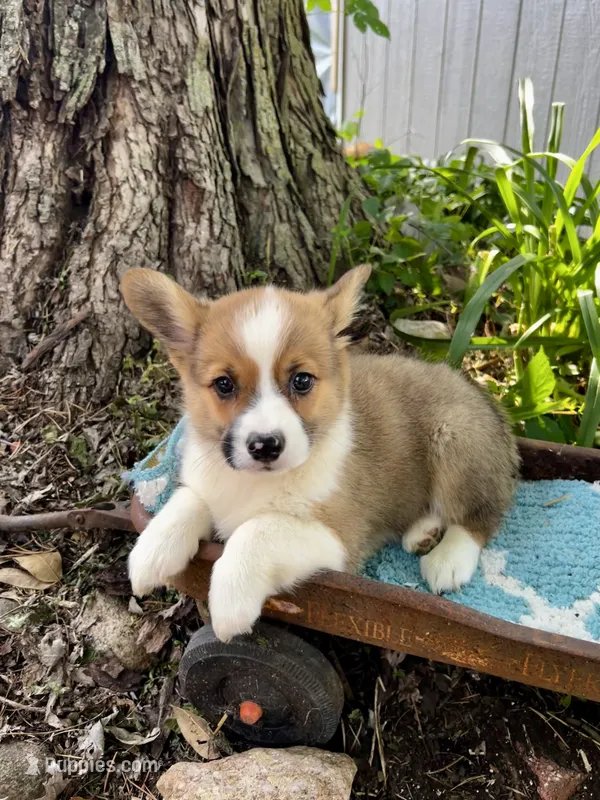 Titan  – Pembroke Welsh Corgi puppy for sale in Grant City, MO