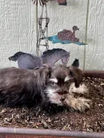 Aspen, a female Miniature Schnauzer for sale in Grant City, MO – 1 of 2