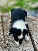Kitty, a female Border Collie for sale in Grant City, MO – 3 of 3