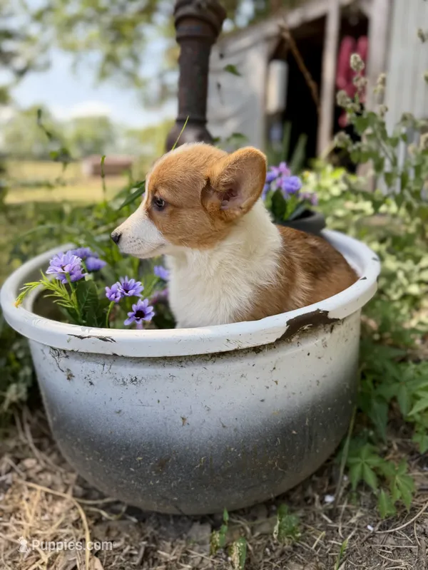 Rigby – Pembroke Welsh Corgi puppy for sale in Grant City, MO