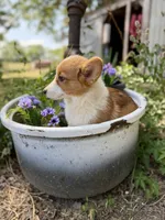 Rigby, a male Pembroke Welsh Corgi for sale in Grant City, MO – 1 of 3