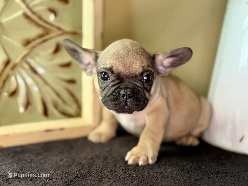 Mowgli  – French Bulldog puppy for sale in Grant City, MO