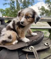 River , a male Australian Shepherd for sale in Grant City, MO – 3 of 3