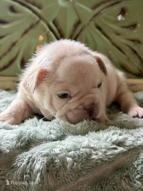 Olaf  – French Bulldog puppy for sale in Grant City, MO