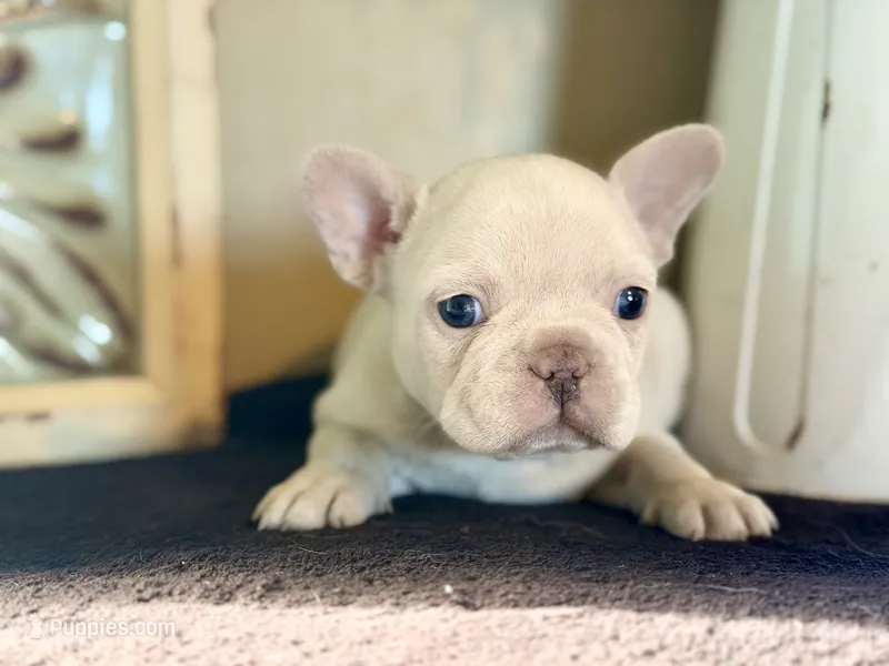 Olaf  – French Bulldog puppy for sale in Grant City, MO
