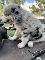 Blaze, a male Australian Shepherd for sale in Grant City, MO – 2 of 3