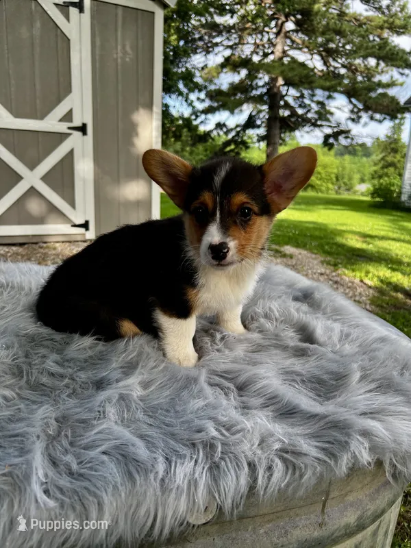 Dexter  – Pembroke Welsh Corgi puppy for sale in Grant City, MO