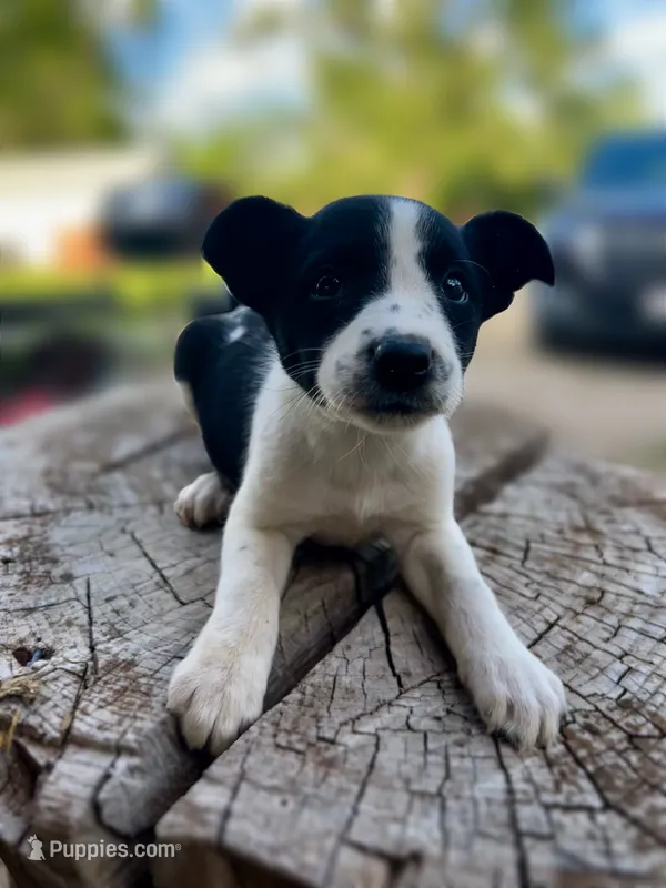 Bonnie – Border Collie puppy for sale in Grant City, MO