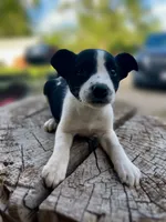 Bonnie, a female Border Collie for sale in Grant City, MO – 1 of 3