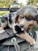 Jack, a male Australian Shepherd for sale in Grant City, MO – 3 of 3