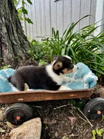 Emma , a female Pembroke Welsh Corgi for sale in Grant City, MO – 2 of 2