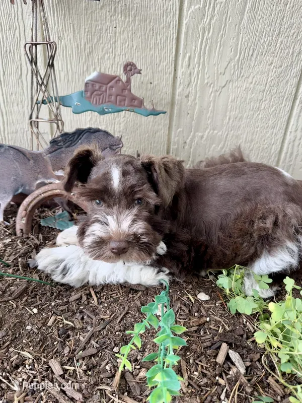 Rex – Miniature Schnauzer puppy for sale in Grant City, MO