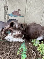 Rex, a male Miniature Schnauzer for sale in Grant City, MO – 1 of 3