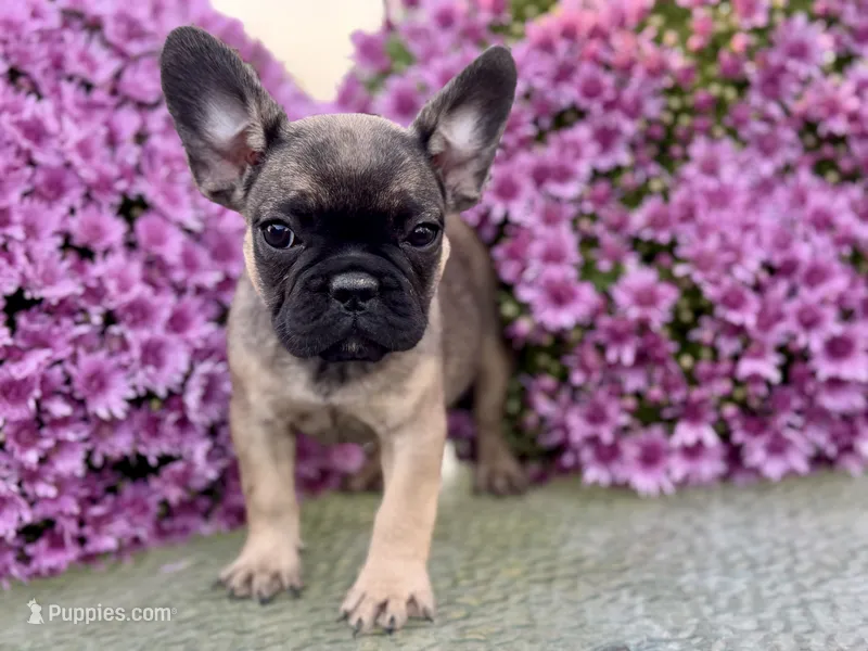 Kiara  – French Bulldog puppy for sale in Grant City, MO