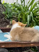 Eden, a female Pembroke Welsh Corgi for sale in Grant City, MO – 2 of 2