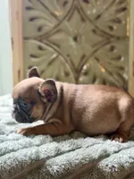 Rooster, a male French Bulldog for sale in Grant City, MO – 2 of 2