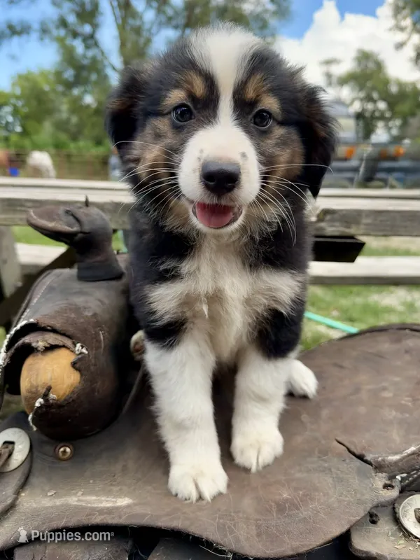Matilda  – Australian Shepherd puppy for sale in Grant City, MO