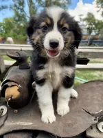 Matilda , a female Australian Shepherd for sale in Grant City, MO – 1 of 2