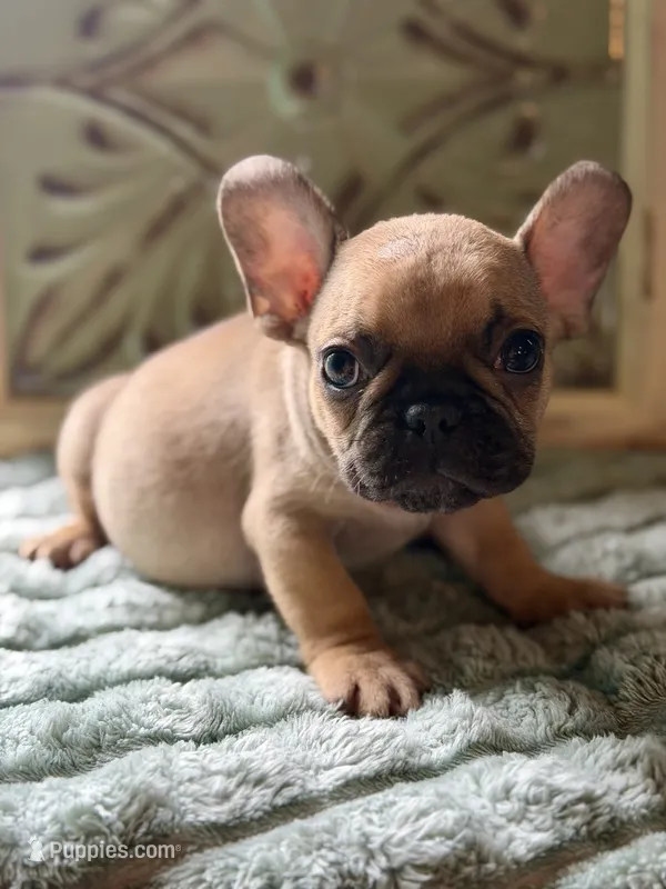 Loki – French Bulldog puppy for sale in Grant City, MO