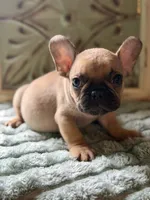 Loki, a male French Bulldog for sale in Grant City, MO – 1 of 2