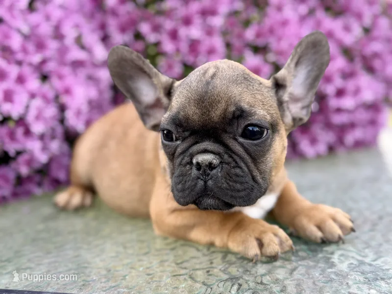 Rooster – French Bulldog puppy for sale in Grant City, MO