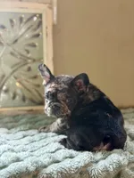 Pumba , a male French Bulldog for sale in Grant City, MO – 2 of 3