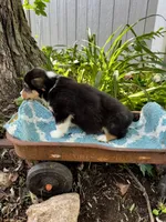 Wilder , a male Pembroke Welsh Corgi for sale in Grant City, MO – 2 of 2
