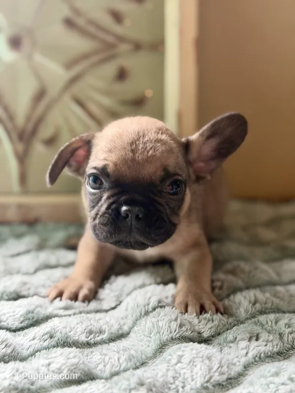 Mowgli  – French Bulldog puppy for sale in Grant City, MO