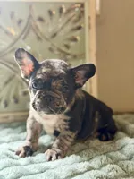 Pumba , a male French Bulldog for sale in Grant City, MO – 1 of 3