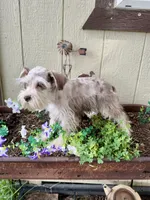Roselyn , a female Miniature Schnauzer for sale in Grant City, MO – 3 of 3