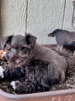 Athena , a female Miniature Schnauzer for sale in Grant City, MO – 2 of 2