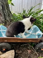 Eva , a female Pembroke Welsh Corgi for sale in Grant City, MO – 2 of 2