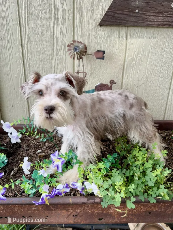 Roselyn  – Miniature Schnauzer puppy for sale in Grant City, MO