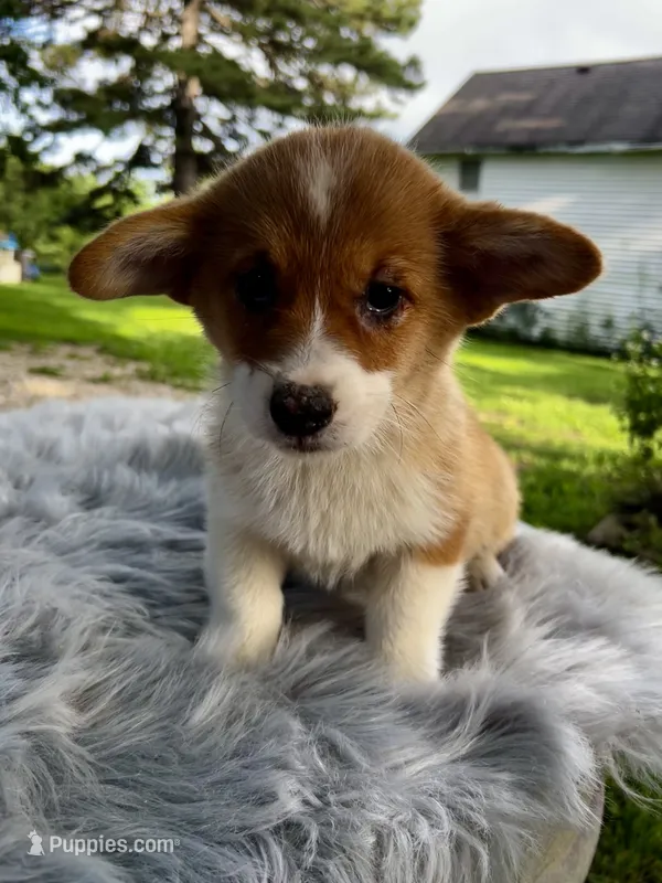 Rudy – Pembroke Welsh Corgi puppy for sale in Grant City, MO