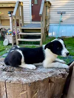 Twitch , a male Border Collie for sale in Grant City, MO – 3 of 3
