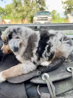 Jack, a male Australian Shepherd for sale in Grant City, MO – 2 of 3