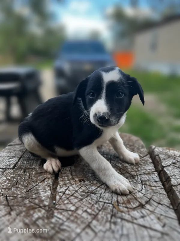 Kitty – Border Collie puppy for sale in Grant City, MO