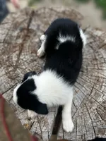 Dottie , a female Border Collie for sale in Grant City, MO – 3 of 3