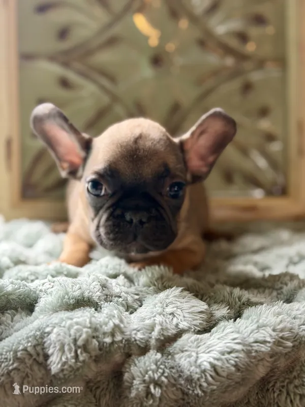 Rooster – French Bulldog puppy for sale in Grant City, MO