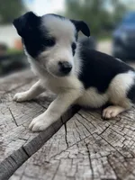 Dottie , a female Border Collie for sale in Grant City, MO – 2 of 3