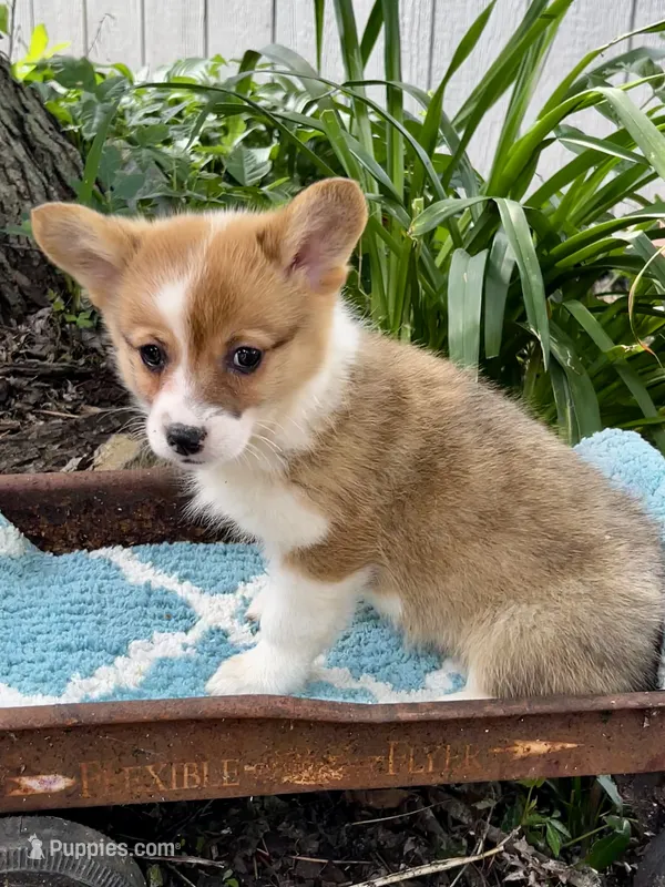 Eden – Pembroke Welsh Corgi puppy for sale in Grant City, MO